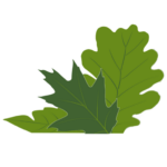 Canopy Consultancy