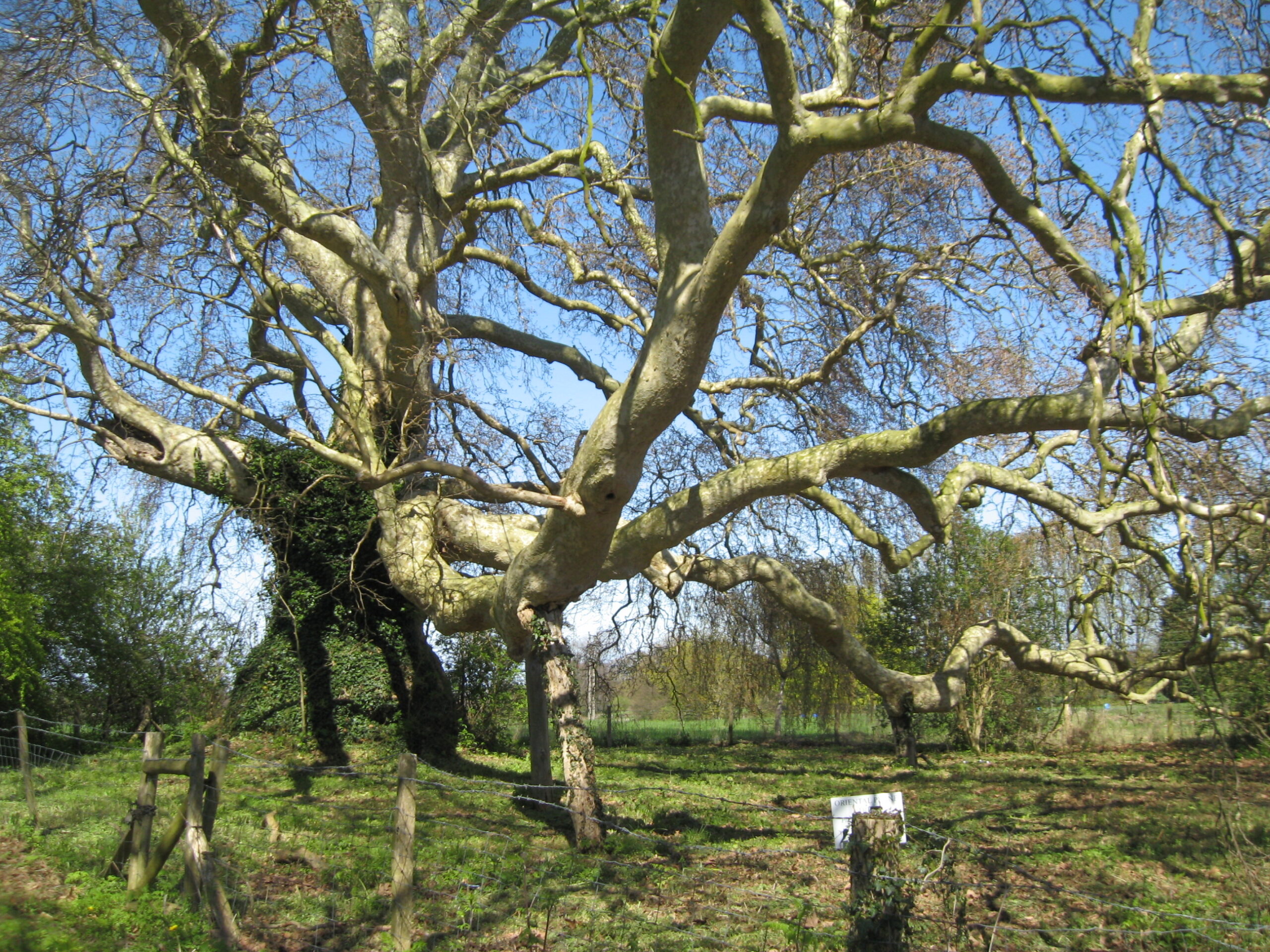 Tree Surveys for Planning Applications 