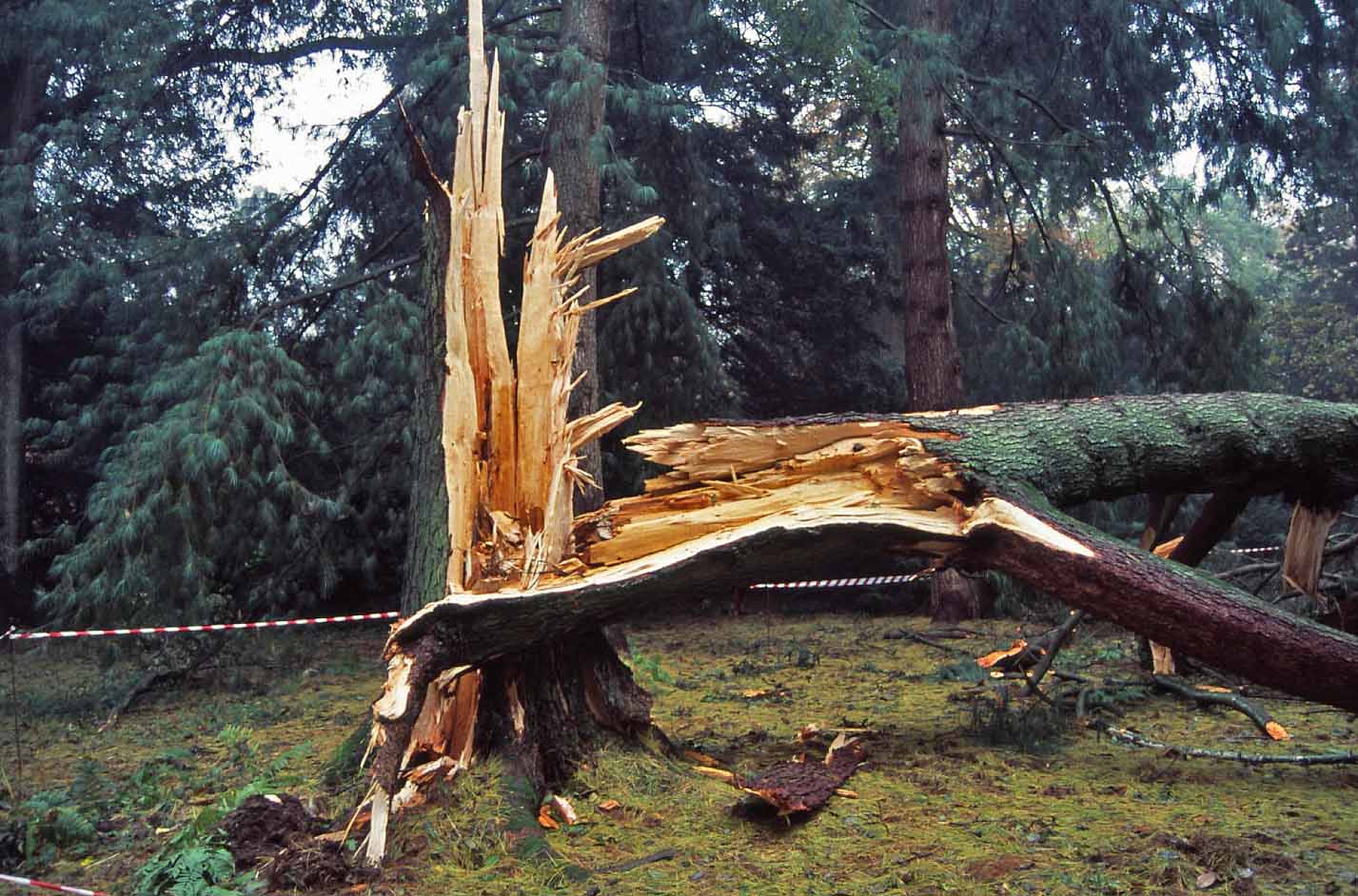 Phaolus tree Hazard Assessment Surveys