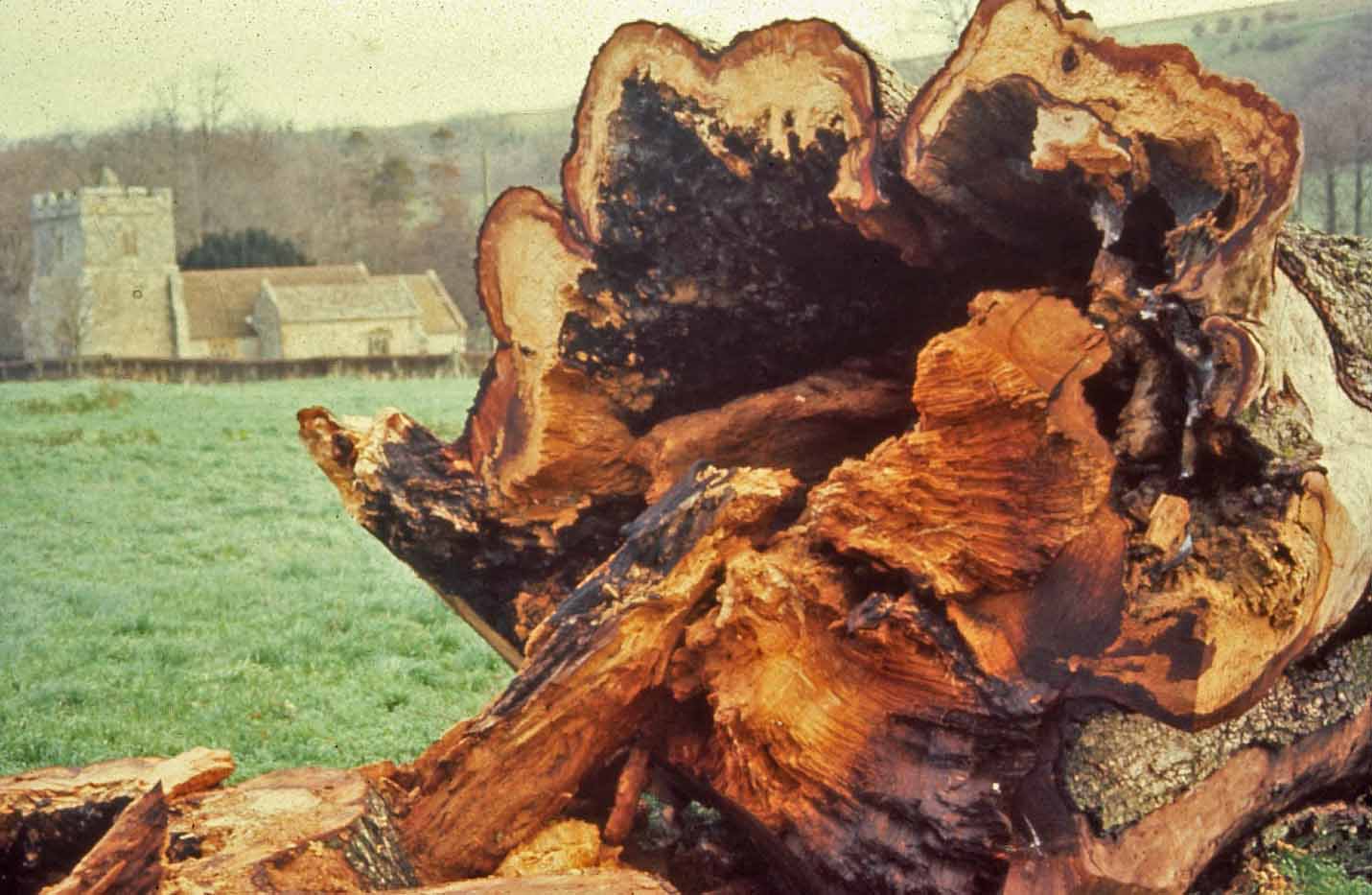 Rotten tree trunk
