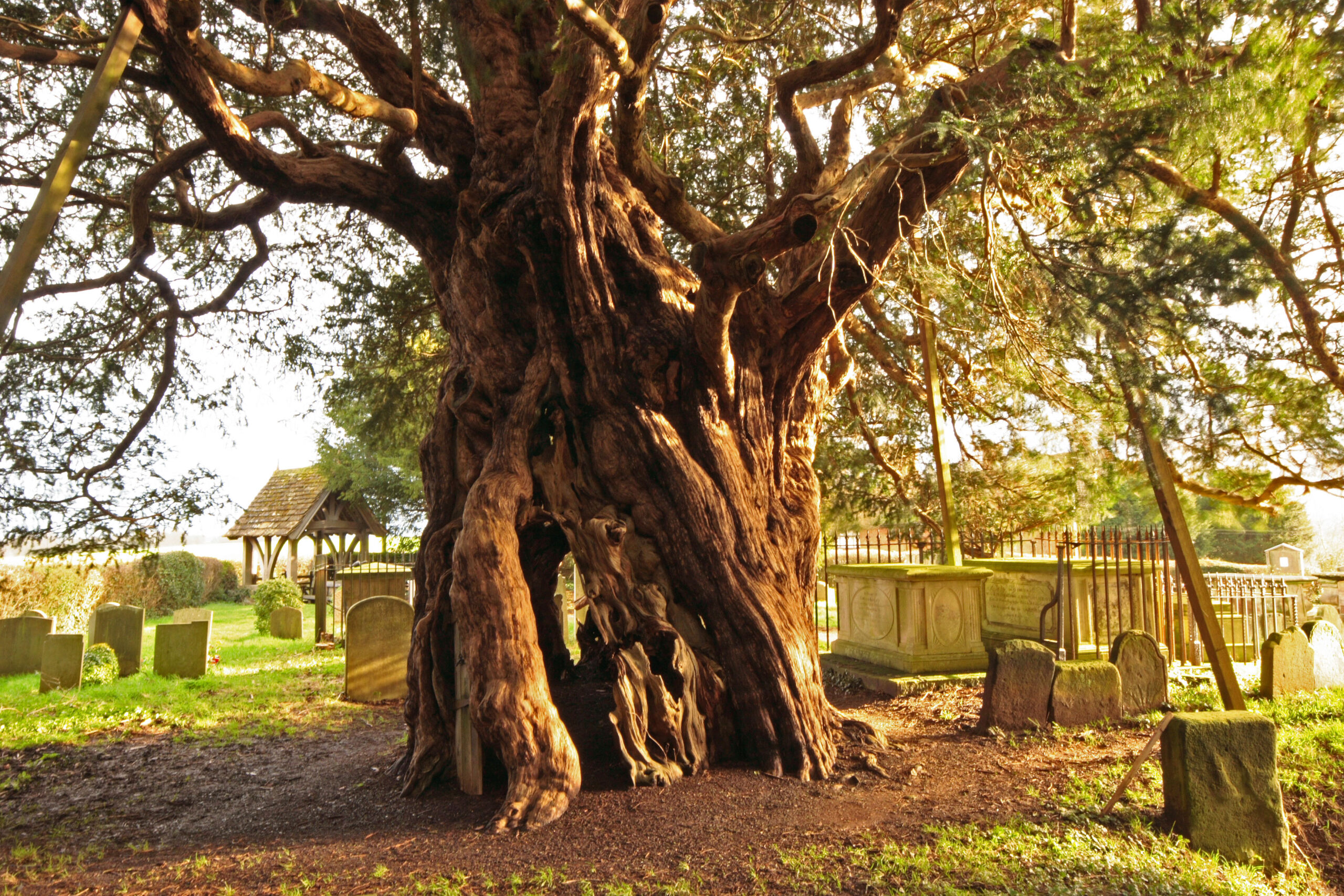 Tree Categories 