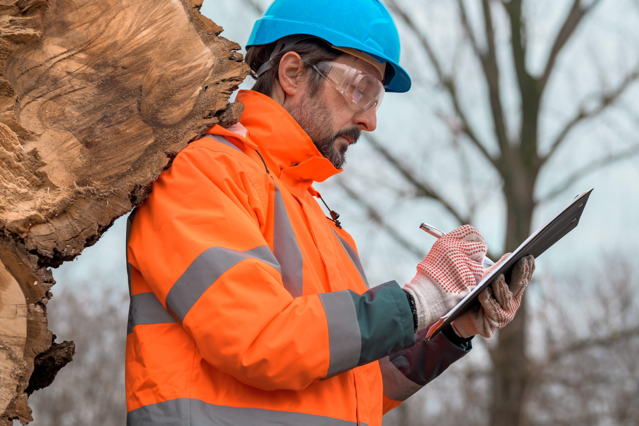 Tree Survey Requirements for Construction