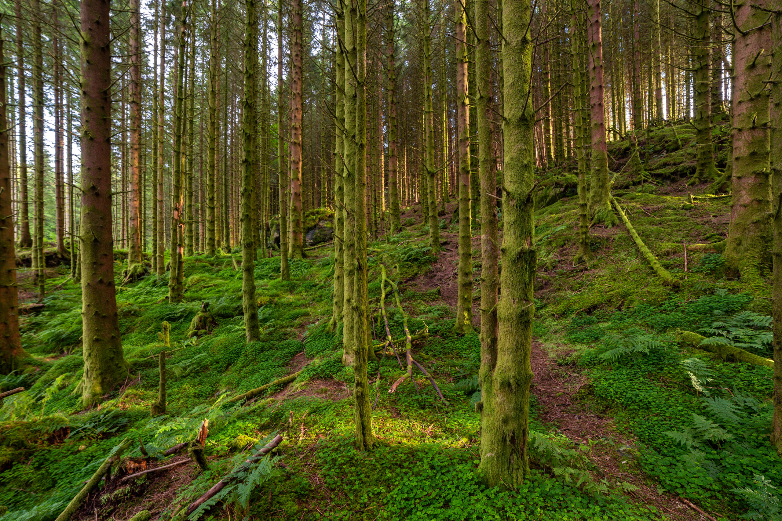 Tree Solutions by a Qualified Arboricultural Consultancy Expert You Can Trust - Path in Forest