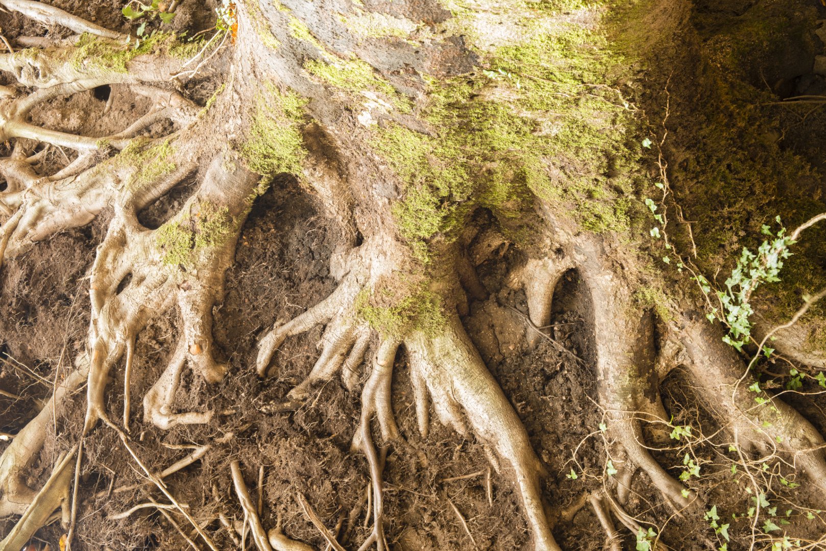 Comprehensive Tree Surveys & Professional Root Inspection UK