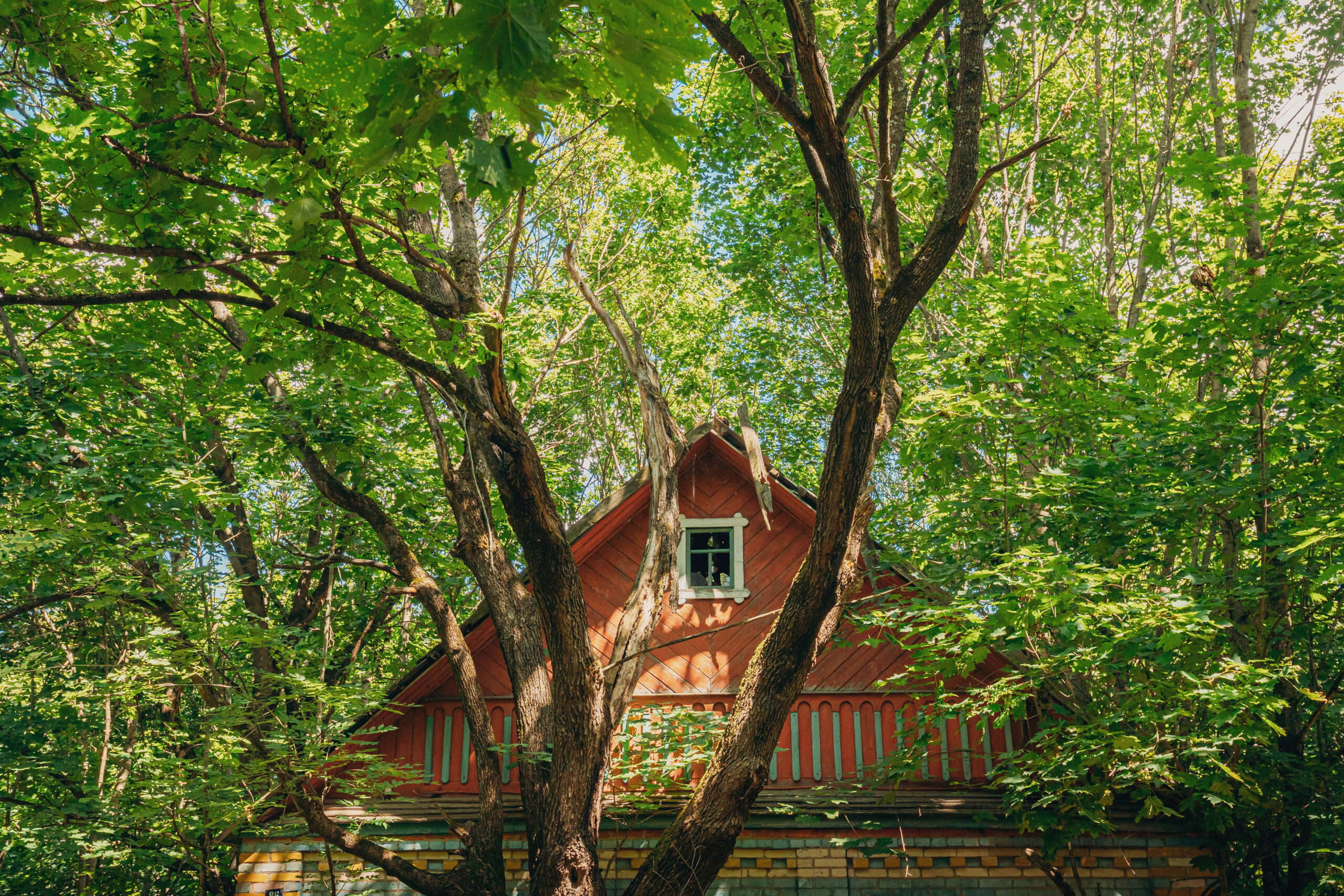 The Importance of a Tree Survey Before Building on Your Property Tree near house