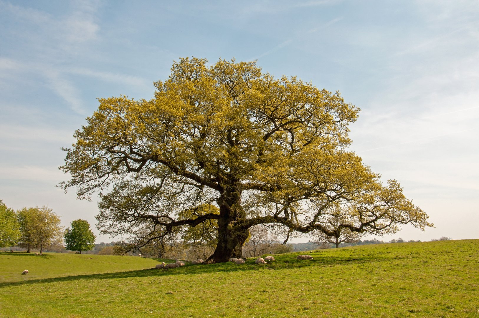 old oak tree in a springtime meadow