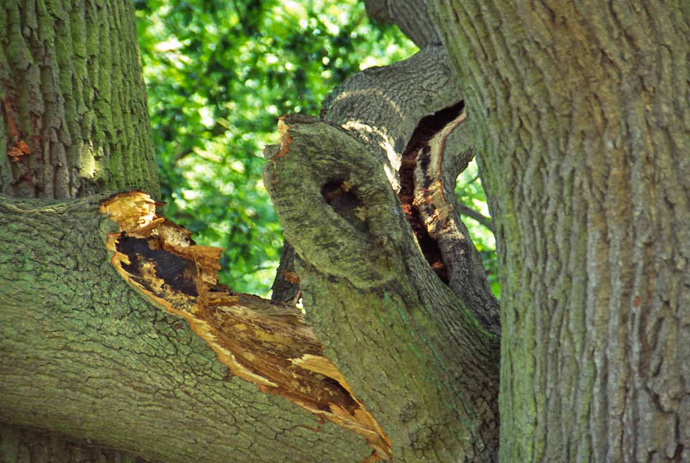 Obtain a Qualified Arborist Report for Council Approval or Tree Removal Obtain a Qualified Arborist Report for Council Approval or Tree Removal