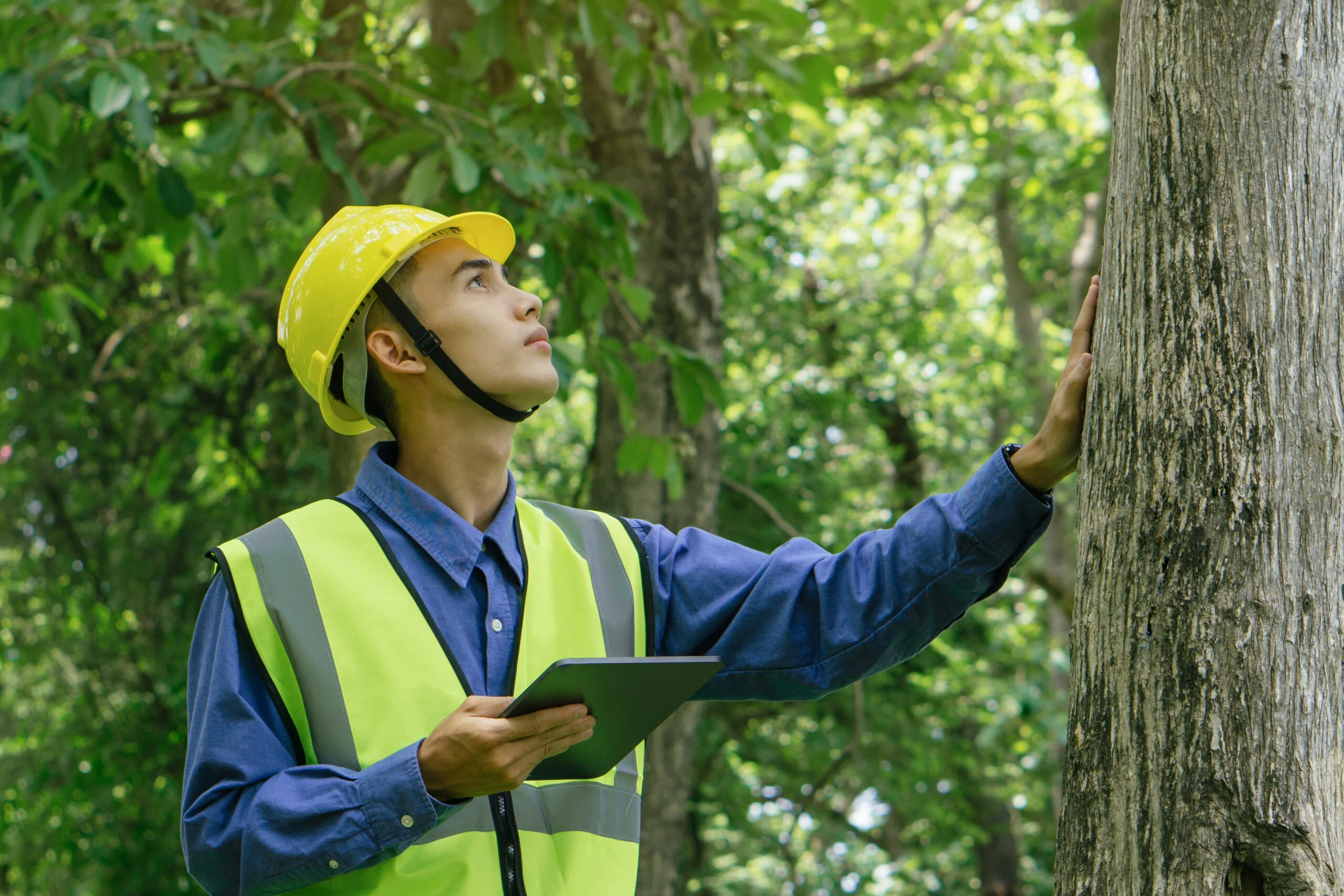 The Essential Guide to Tree Hazard Assessment Surveys in Surrey - Man Checking Tree