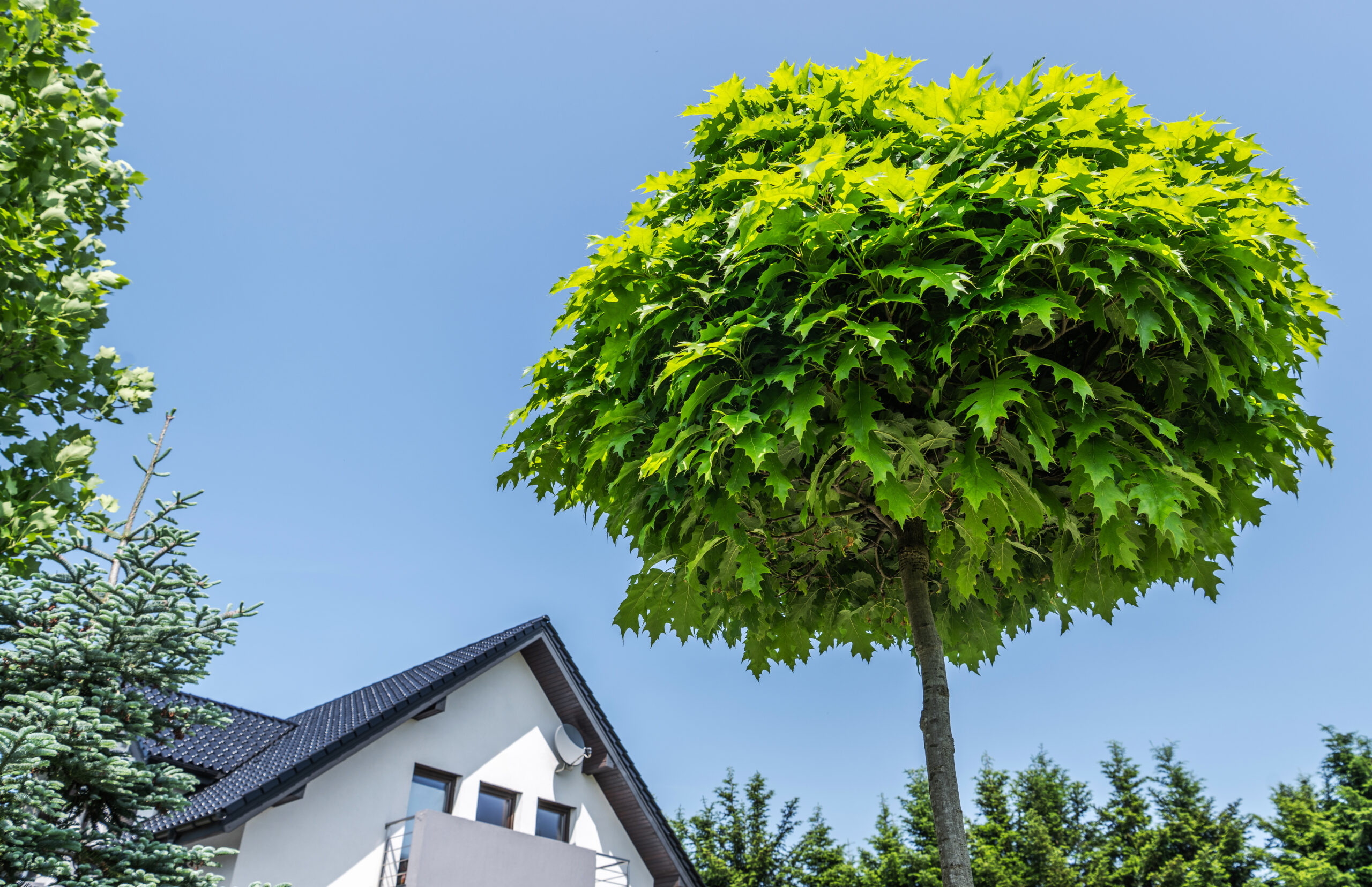 The Essential Guide to a Tree survey and report for home extensions - Tree by house
