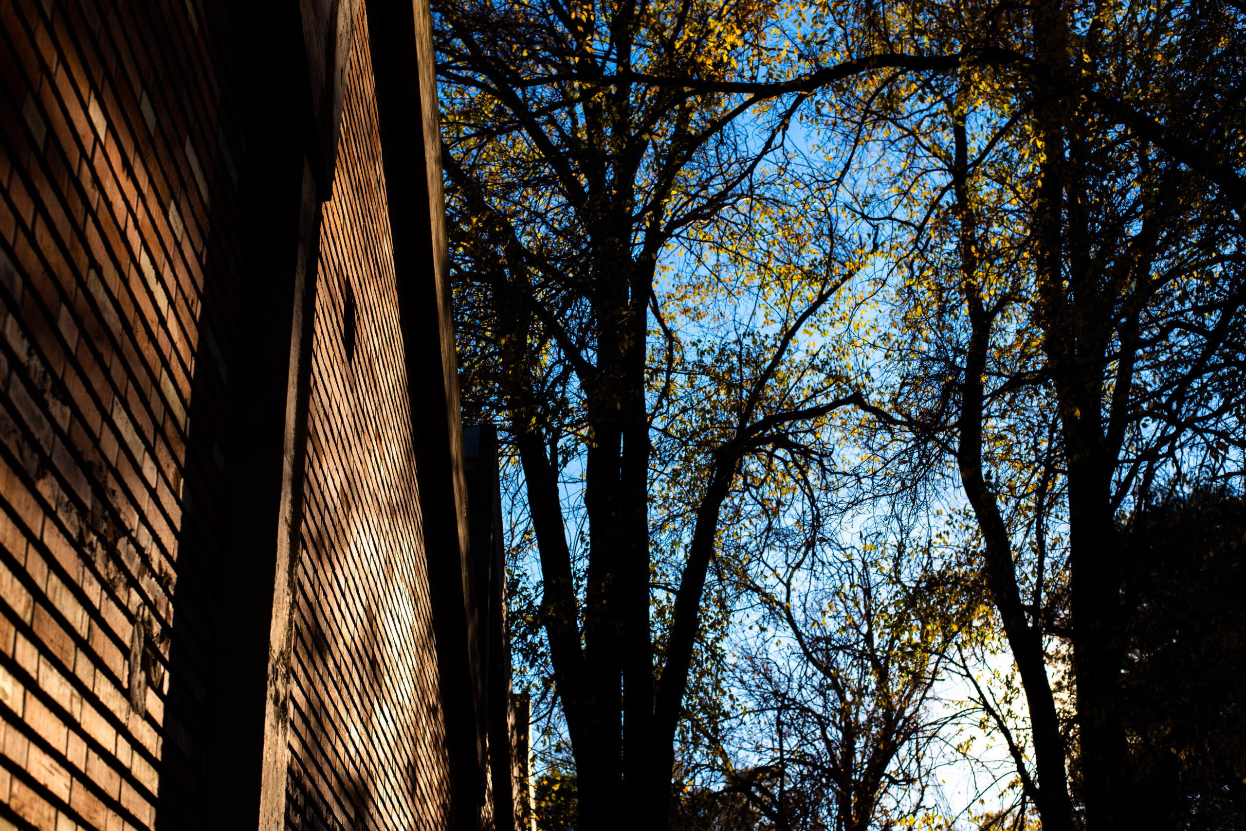 Building with trees Harmonising Construction and Nature - Brick Wall