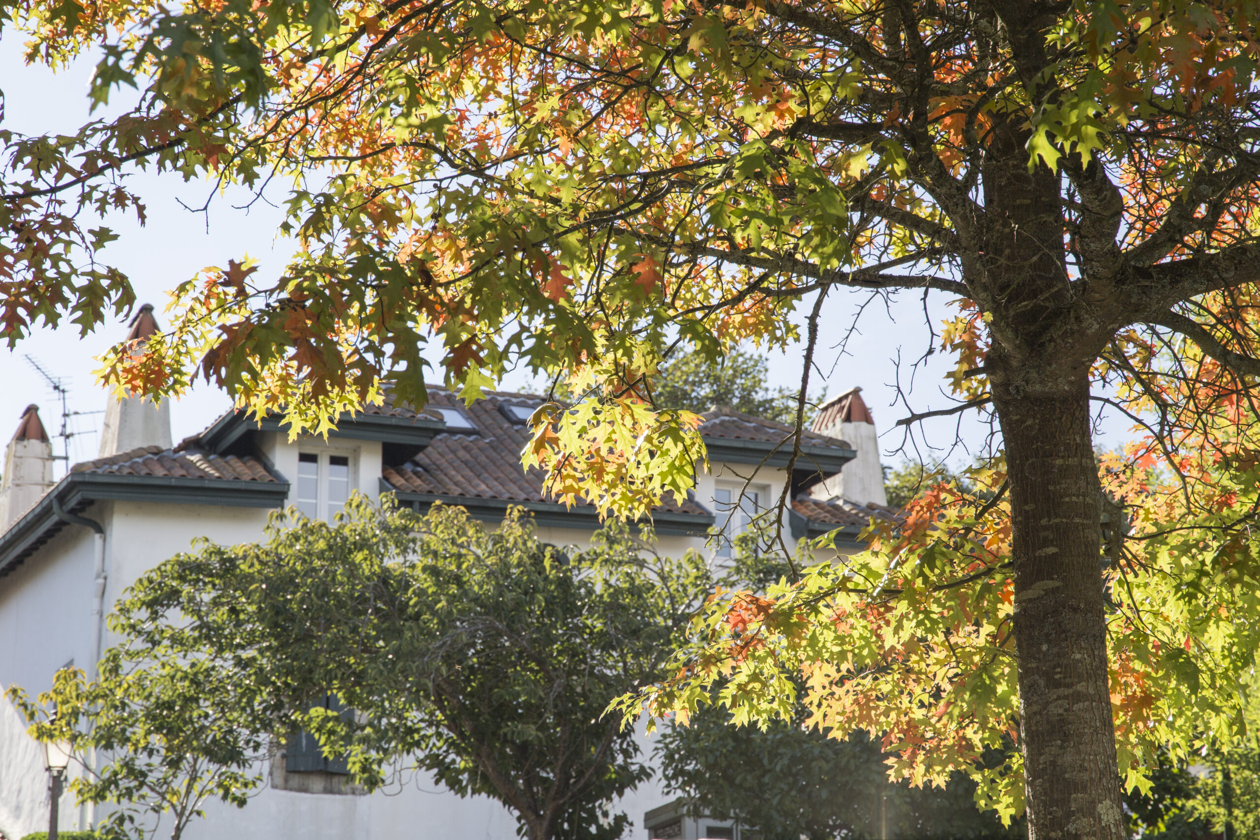 Building with trees Harmonising Construction and Nature - Brick Wall