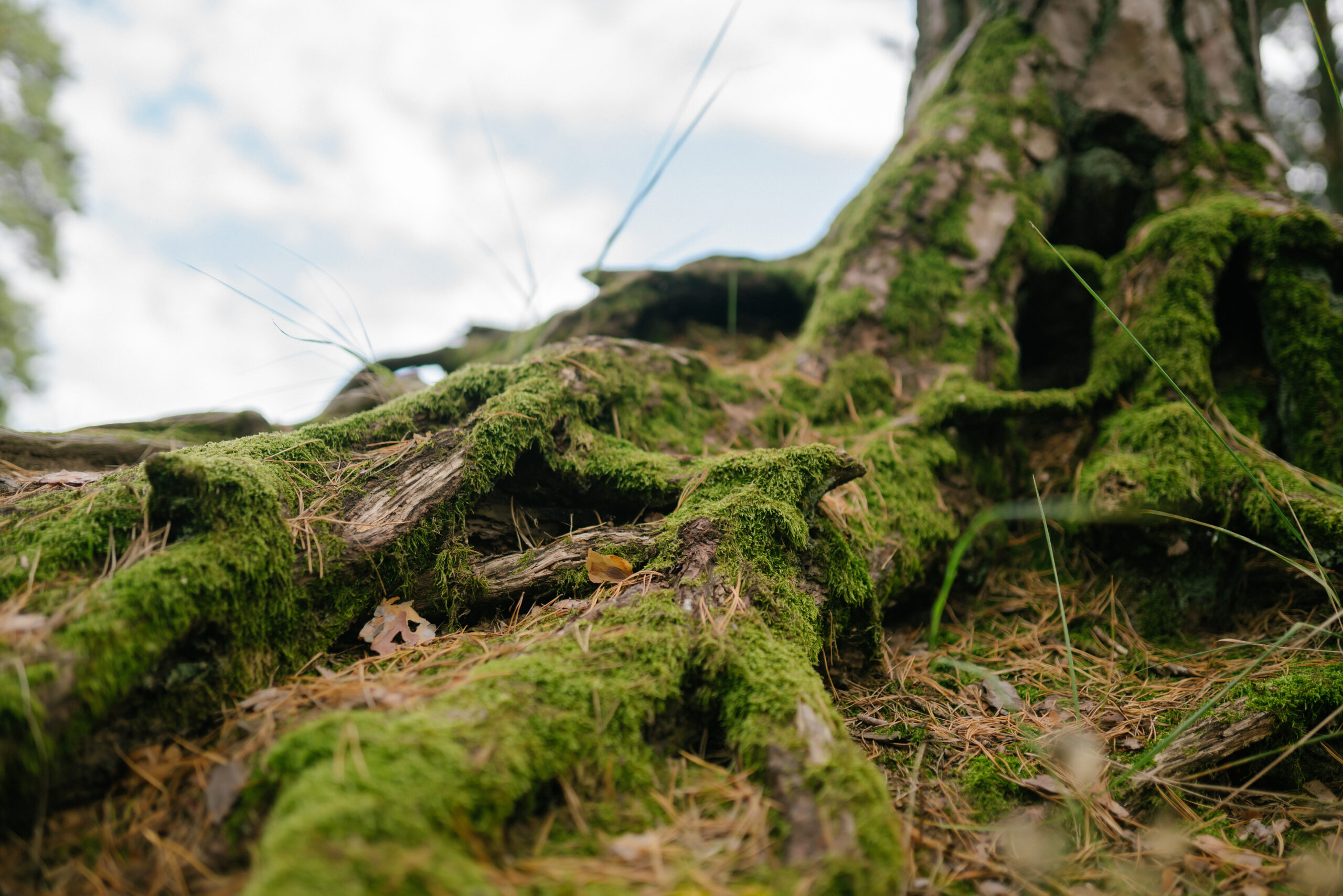 Root location surveys The Precision Science of Building Near Trees