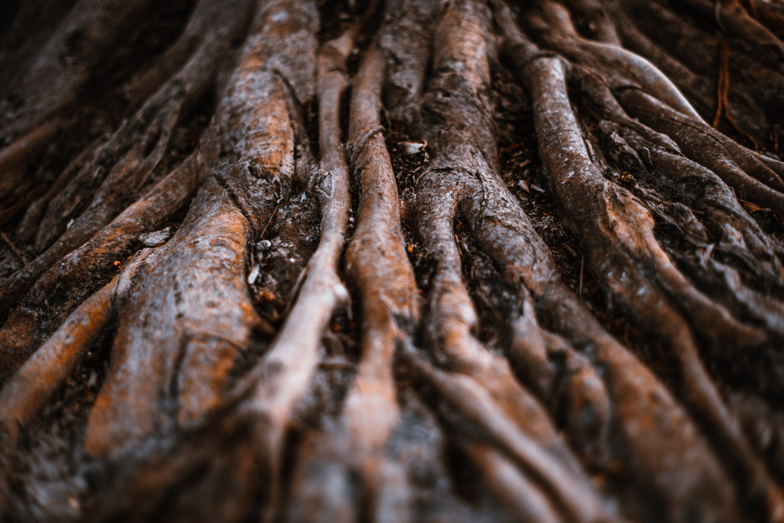 Root location surveys The Precision Science of Building Near Trees