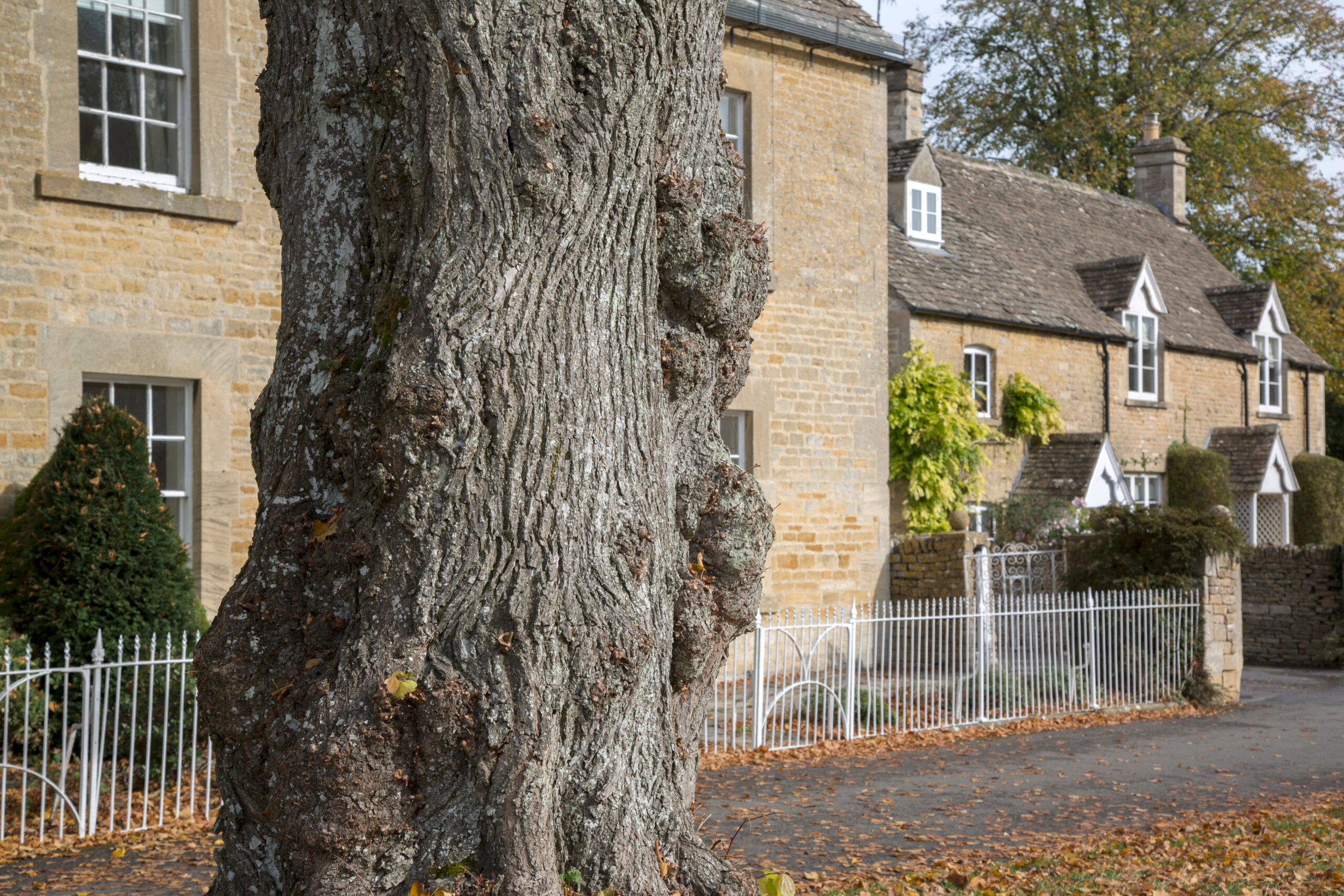 Pre-planning tree surveys Maximising Development Potential From the Outset - Tree