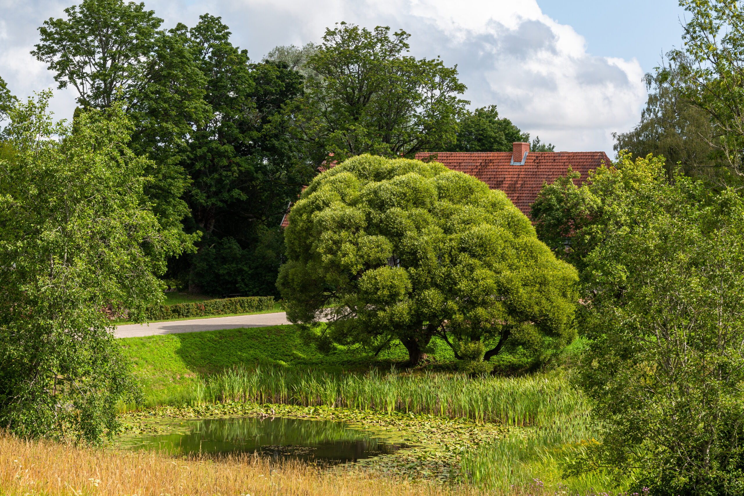 Tree Preservation Orders What They Mean for Your Building Project