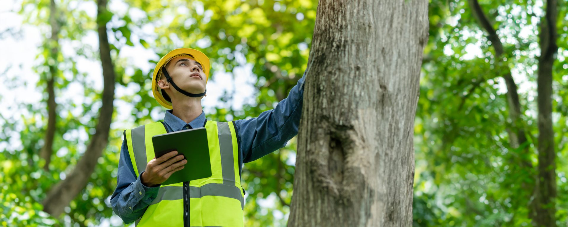 tree survey for planning application