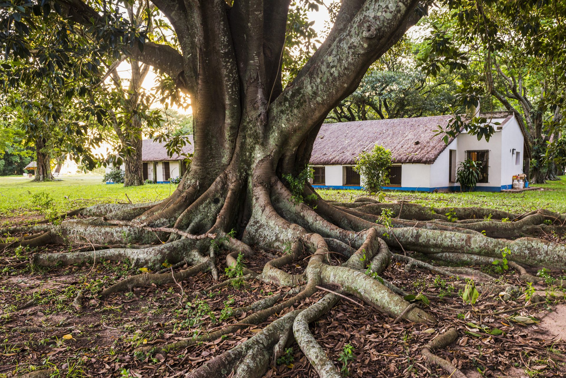 trees and subsidence