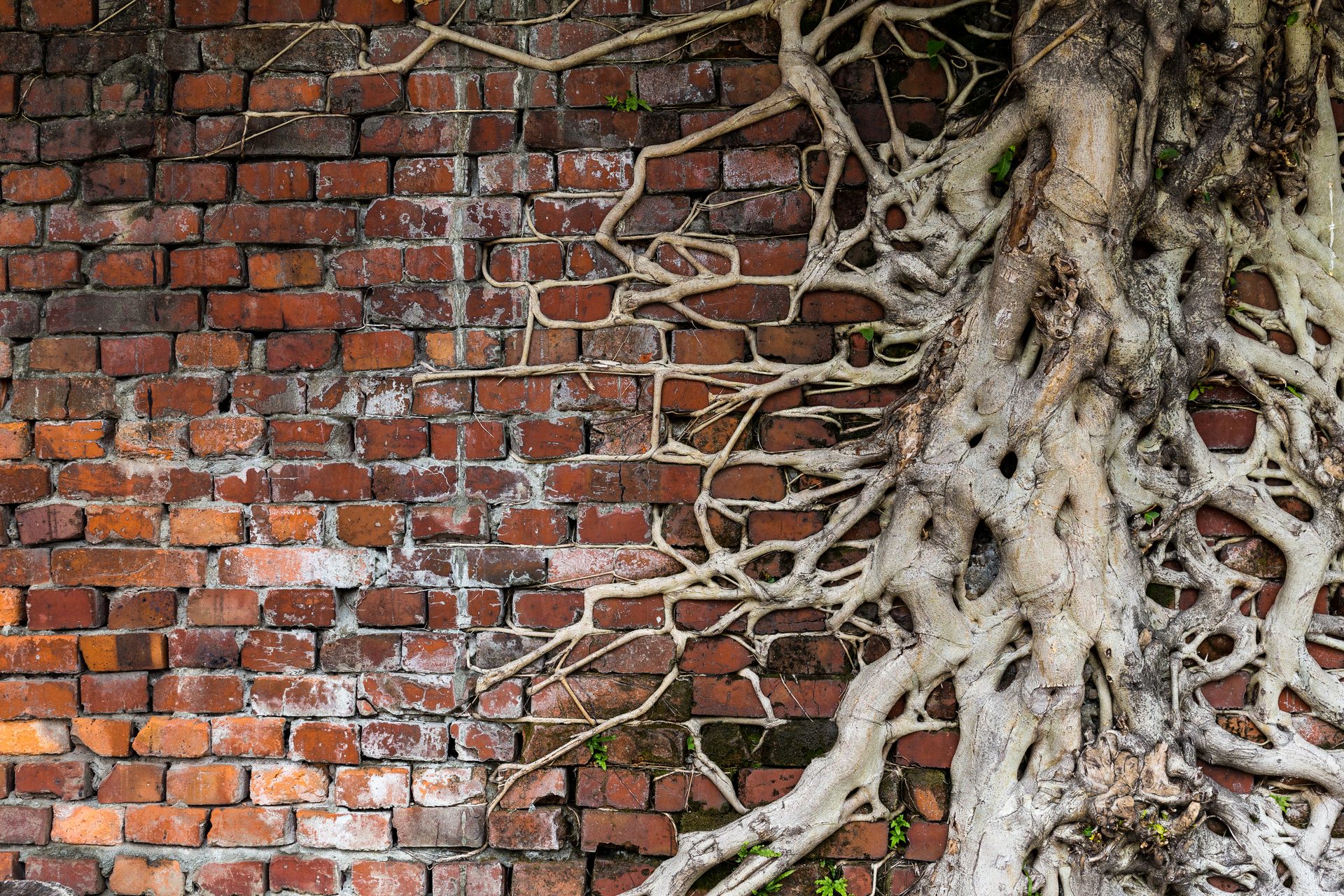 trees and subsidence